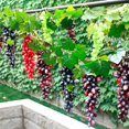thumbnail image 4 of LCXmlly Stars Moon Confetti Artificial Grape Bundle Frosted Design Realistic Not Wither Rubber Simulation Plant, 4 of 6