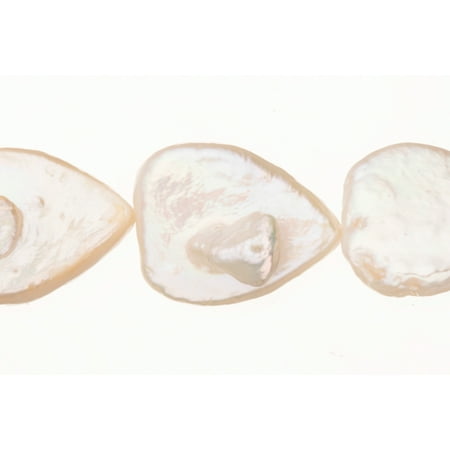 Cream White Freshwater Cultured Pearls Natural Teardrop, B+ Graded, 12x3x15mm (Approx.), 15.5Inch