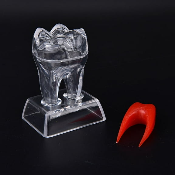 1Pc Dental Crystal Base Hard Plastic Teeth Tooth Molar Model for study