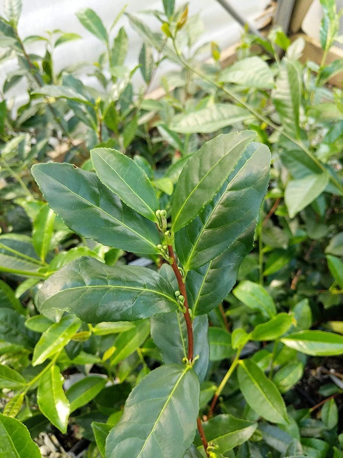 Camellia Sinensis - 4 Inch Container - Large & Beautiful Live Tea Plant - Brew Your Own Black, White, Green & Oolong Tea