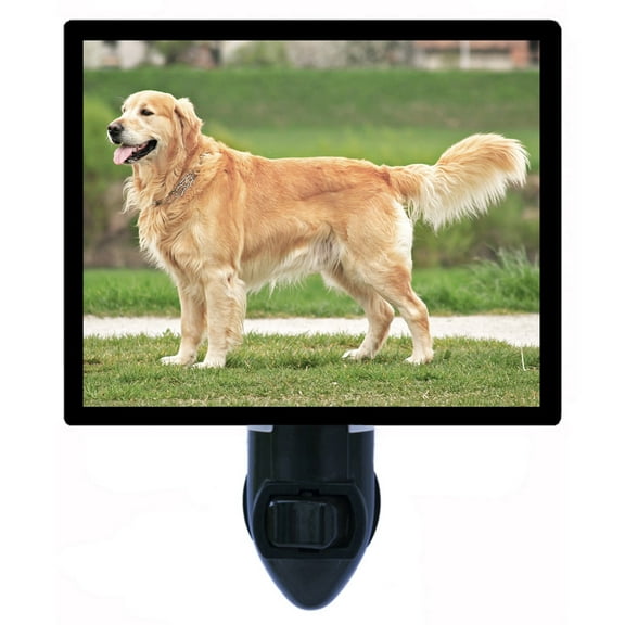 Night Light - Golden in Summer. | Golden Retriever Theme, Includes Free Switchable Insert, 4W Bulb, E12 Base
