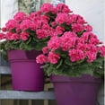 thumbnail image 5 of 2 Pcs Artificial Geraniums Silk Flowers Outdoor Artificial Red Geranium Bush Faux Flowers Red Geraniums for Floral Home Decor Indoor Garden Patio Grave Cemetary Vase Table Centerpiece, 5 of 5