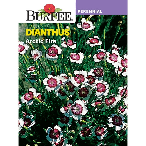 Burpee Arctic Fire Dianthus Seeds - Non-GMO, Container-Friendly, Perennial Flower Seeds, 1-Pack