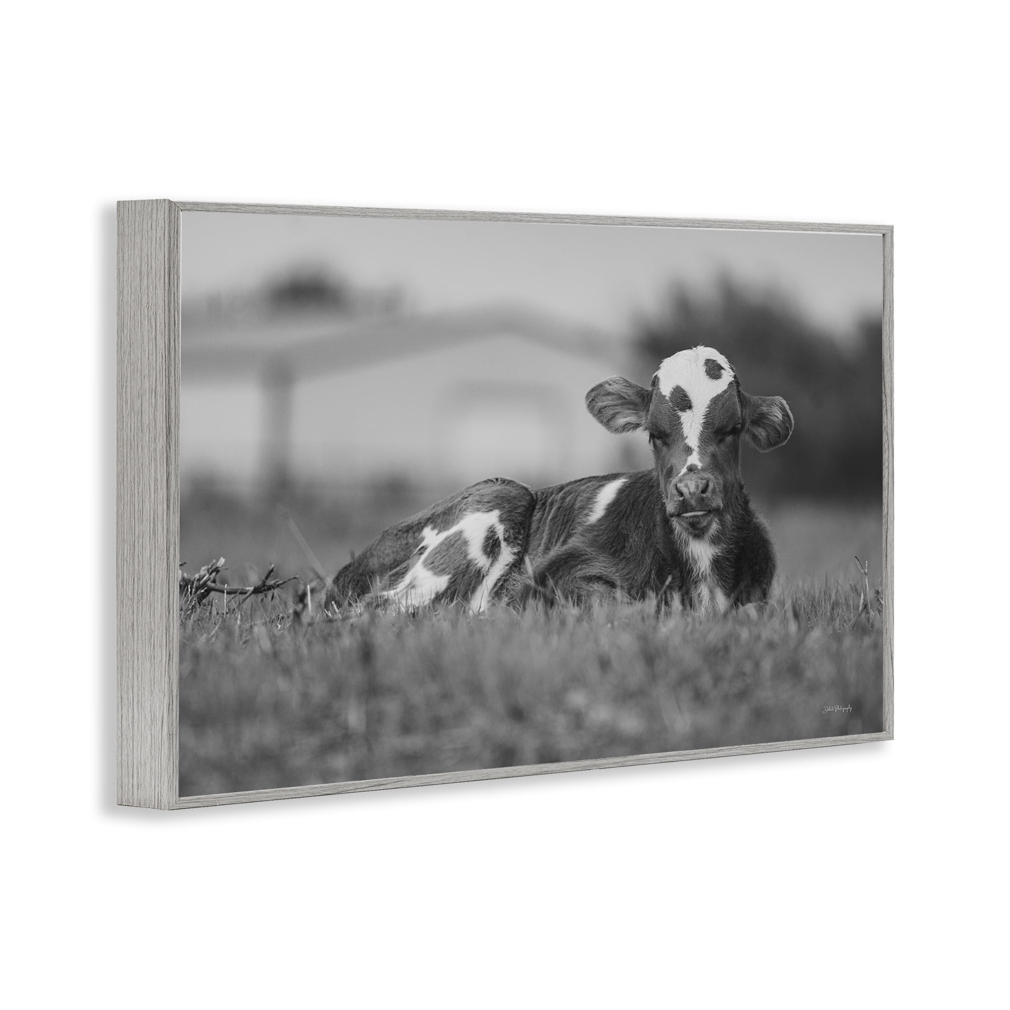 Stupell Industries Resting Cow in Grass Animals & Insects Photography Gray Framed Art Print Wall Art, 18 x 12