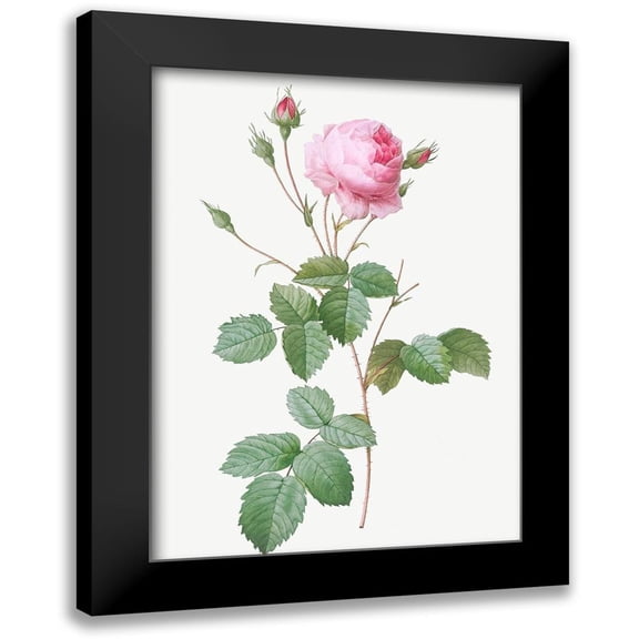 Redoute, Pierre Joseph 11x14 Black Modern Framed Museum Art Print Titled - Crenate Leaved Cabbage Rose, Rosa centifolia crenata