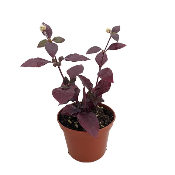 Biblical Purple Prince St. Joseph's Coat Plant - Alternanthera - 2.5" Pot