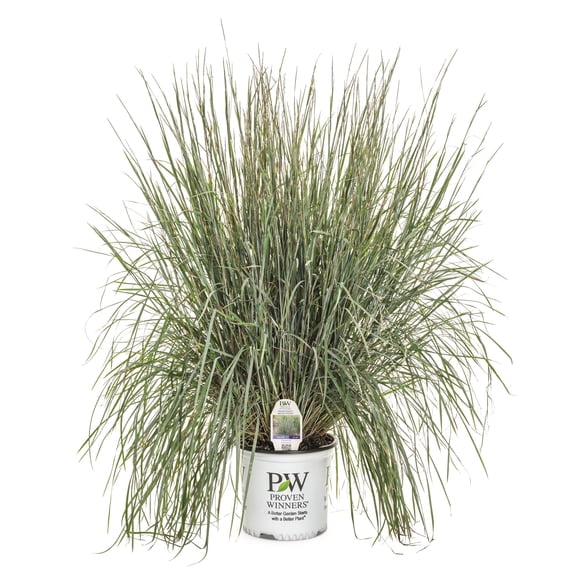 Proven Winners 6" Blue Prairie Winds 'Brush Strokes' Little Bluestem Live Plant in 6.5" Pot