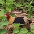 thumbnail image 4 of Delantal De Lona Para Pollo, Chaleco Para Sillín De Gallina, Protección Para Alas De Pato, Chaquetas Para Pollo, Delantales Para Gallina, Accesorios Para El Cuidado De Aves De Corral Scienceny AP007774-04, 4 of 6