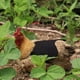 thumbnail image 3 of Delantal De Lona Para Pollo, Chaleco Para Sillín De Gallina, Protección Para Alas De Pato, Chaquetas Para Pollo, Delantales Para Gallina, Accesorios Para El Cuidado De Aves De Corral Inevent AP007774-03, 3 of 5