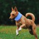 thumbnail image 1 of unbranded Collar De Enfriamiento Para Mascotas Azul Con Ajuste Y Tejido Transpirable Para Deportes, 1 of 8