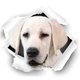 thumbnail image 1 of Pegatinas de vinilo para coche. Pegatinas divertidas y creativas para perros. Pegatinas para ventanas, paredes, puertas y capó. Pegatinas para perros., 1 of 4