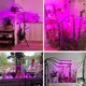 thumbnail image 2 of Lámpara LED de cultivo de 80 W con soporte para plantas de interior, con temporizador, 80 LED, 4 cabezales de espectro completo y control remoto para plántulas, verduras y flores., 2 of 5