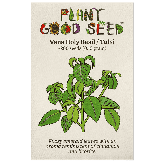 Plant Good Seed Van Holy Basil / Clove Tulsi Tulasi Seeds: African Wild Vana Full Sun Perennial USA