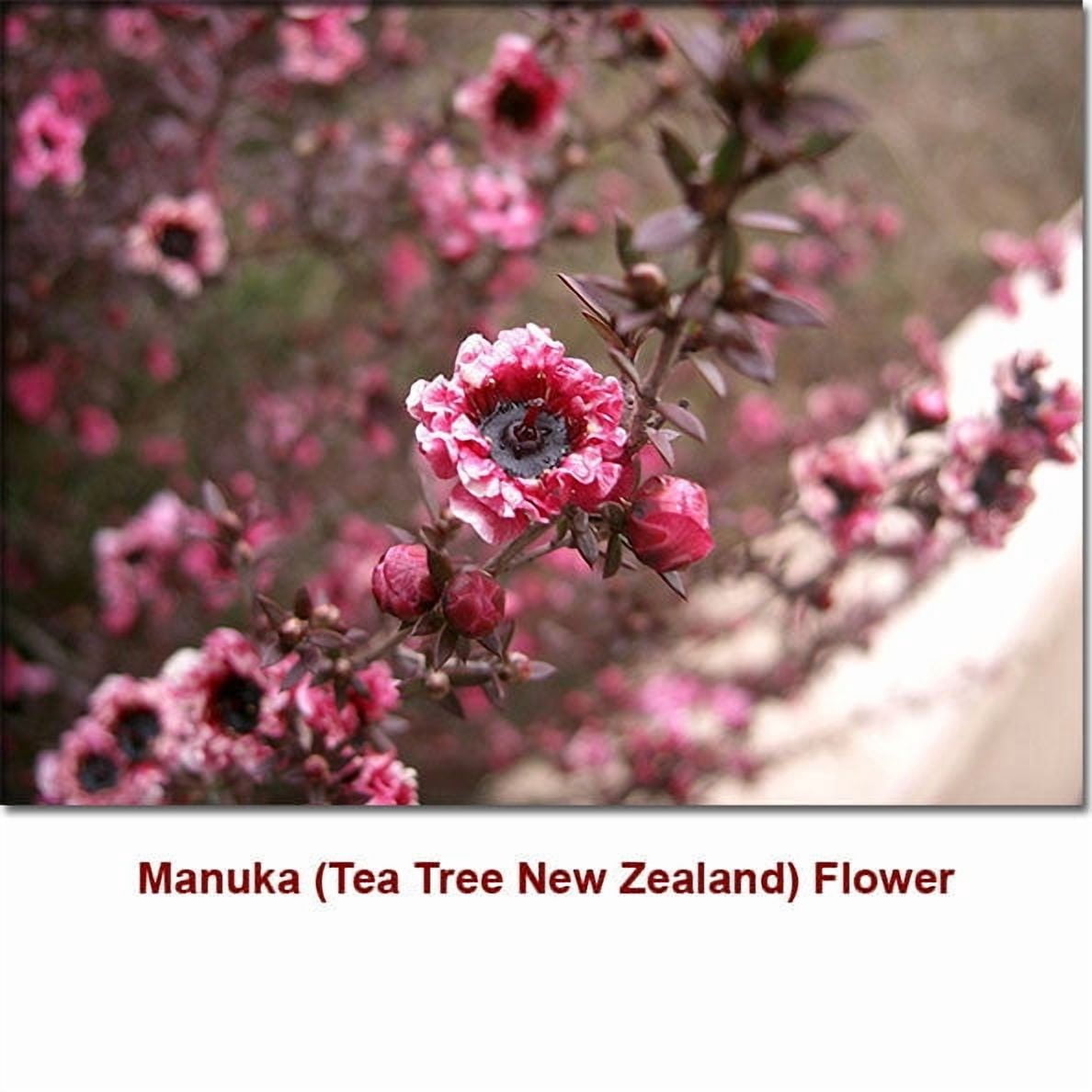 Manuka Wild Crafted Essential Oil 5 ml (1/6 fl oz) - 100% Pure and Natural by Silky Scents