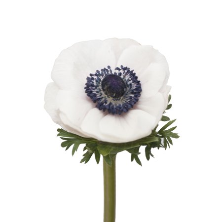 Bloomingmore – Anemones Panda Fresh Flowers 300 Stems Bloomingmore – Anemones Panda Fresh Flowers 300 Stems