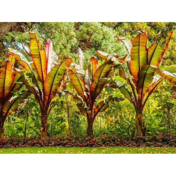 Banana Tree Seeds for Planting (5 Seeds)