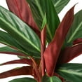 thumbnail image 3 of Stromanthe Sanguinea Live Plant for Indoor | Different Houseplants in 4'' & 6'' Pot | Real House Plant for Living Room, Office, Desk & Bathroom | Stromanthe Tricolor, 3 of 6