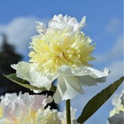 Ivory-White Peony Top Brass 1-Pack - Fragrant - Professional Field Grown Root for Planting | Ships from Easy to Grow TM