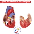 thumbnail image 2 of Réplica científica de tamaño natural en 2 partes del modelo de corazón humano, 2 of 6