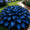 A, variant on Elegant Hosta—Stunning Clump-Forming—Simply Beautiful Flowering for Enhanced Garden Aesthetics—Year-Round Ornamental