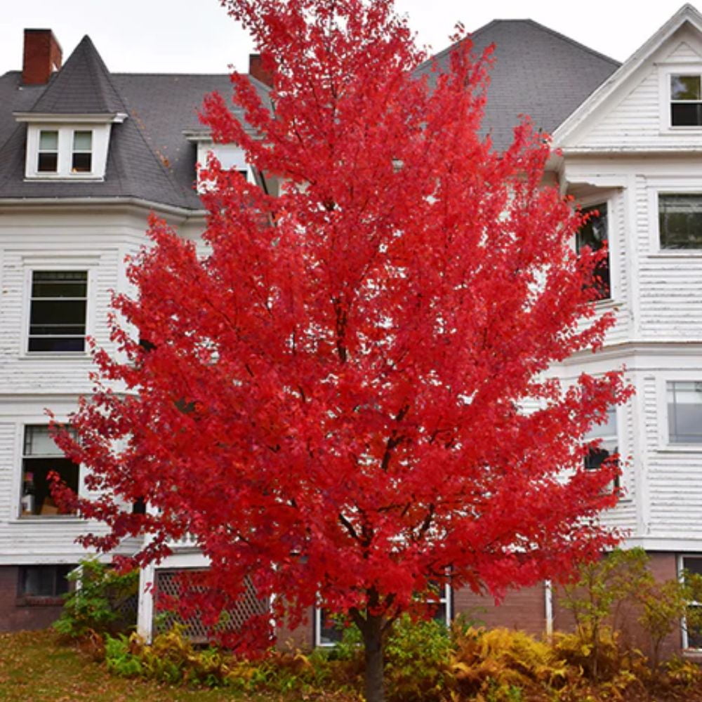 Expert Gardener 2-3 ft. tall Sunset Red Maple Live Tree in 5- Gallon Grower Pot