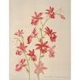 thumbnail image 3 of Harriet Stewart Miner 19x24 Black Modern Framed Museum Art Print Titled - Calanthe Veitchii (1885), 3 of 5