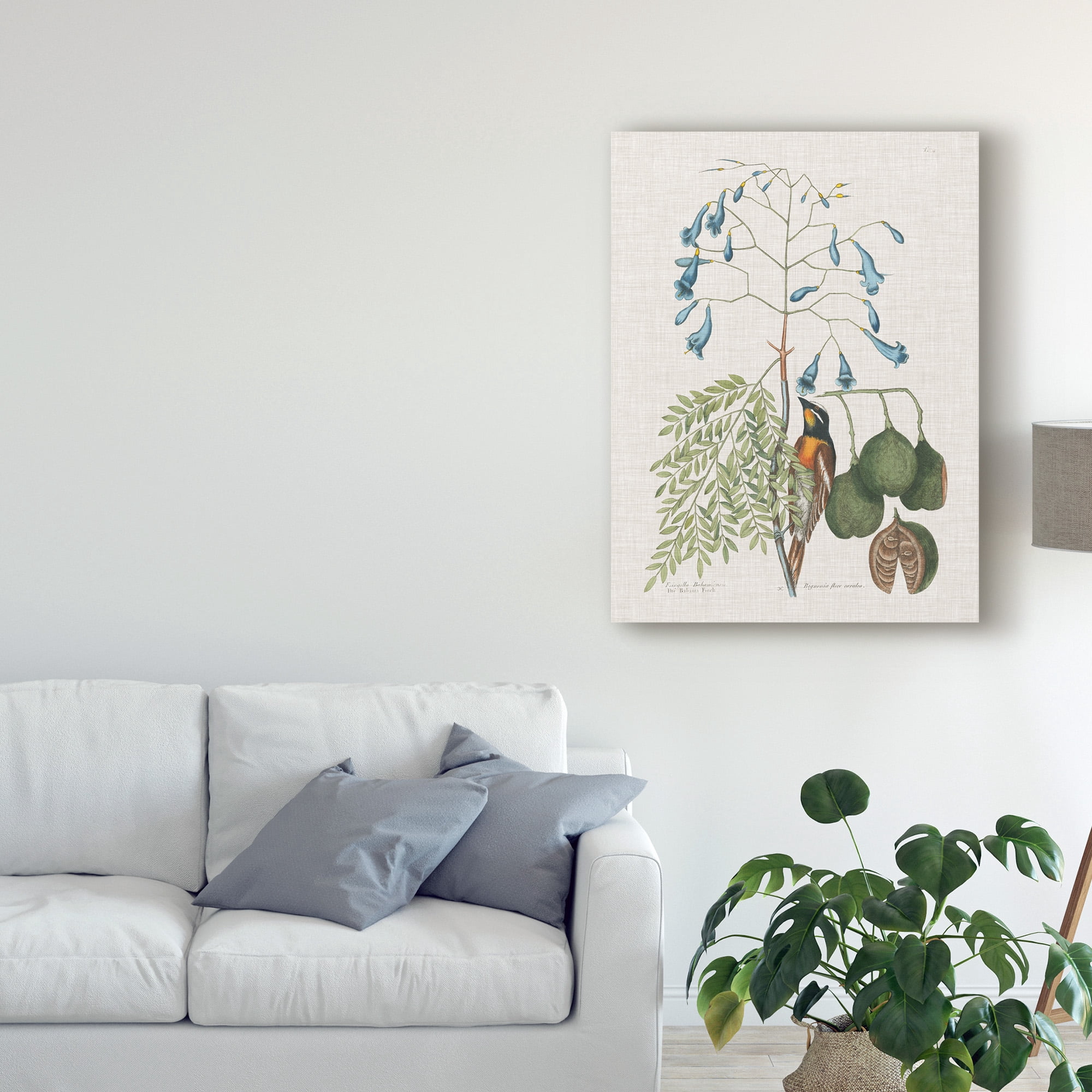 Trademark Fine Art 'Studies in Nature II' Canvas Art by Mark Catesby