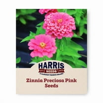 Harris Seeds - Zinnia Preciosa Pink F1 Seeds - Fast Germination - 250 Seeds