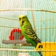 thumbnail image 1 of Jaula para pájaros con varilla de afilar garras, 1 of 6