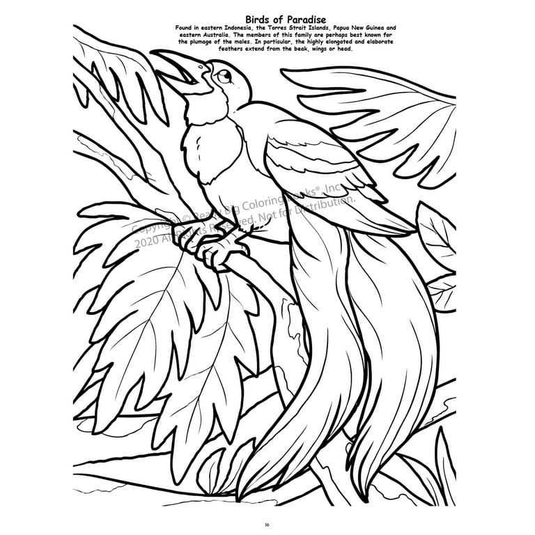 Butterflies and Birds Really Big Coloring Book (12 x 18)