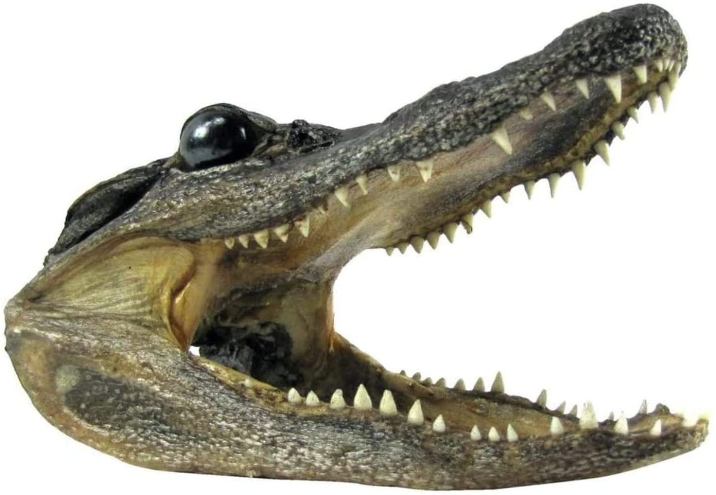 Authentic 5-6" Alligator Head Real Alligator Taxidermy & Gator Key Chain BIG PIC 