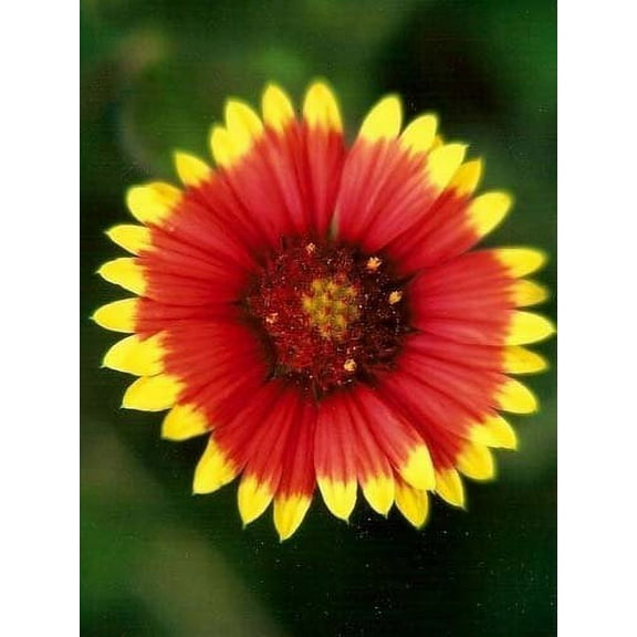 Gaillardia Indian Blanket Nice Garden Flower Seeds by Seed Kingdom (1/4 Lb Seeds)