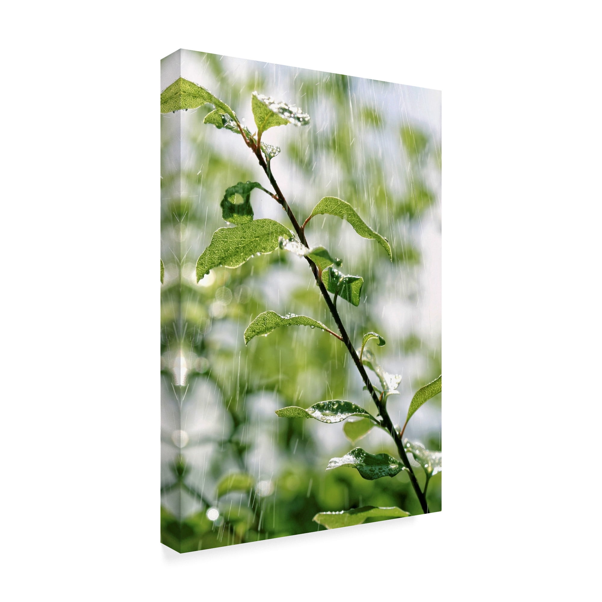 Trademark Fine Art 'Plants In Rain' Canvas Art by Incredi