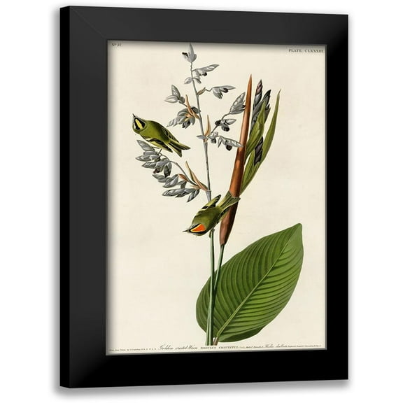 Vintage Apple Collection 10x14 Black Modern Framed Museum Art Print Titled - Golden Crested Wren