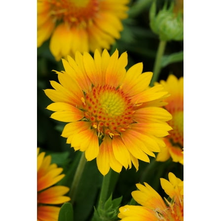 Mesa™ Peach Blanket Flower - Gaillardia - Quart Pot