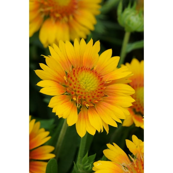 Mesaâ„¢ Peach Blanket Flower - Gaillardia - Quart Pot