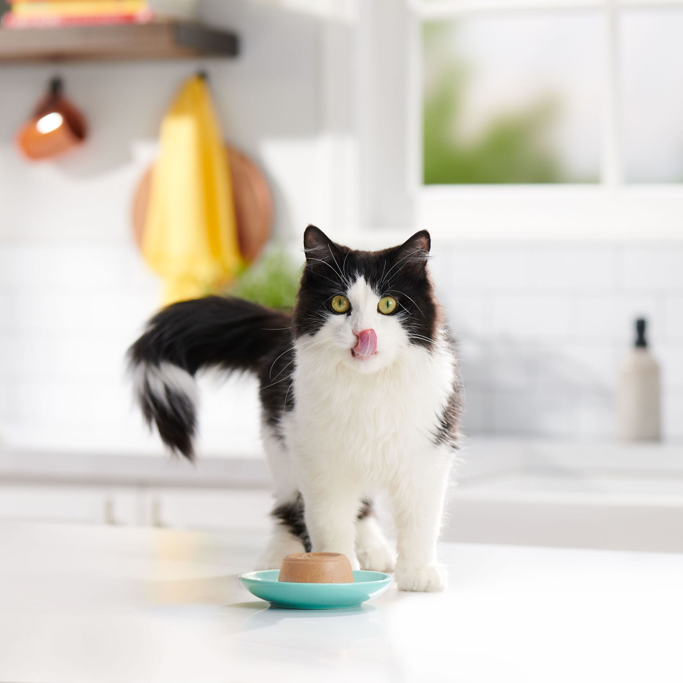 (12 pack) Meow Mix Pate in Gravy With Real Tuna & Salmon, Wet Cat Food, 2.75 oz Cup