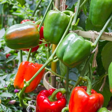 Big Bertha Hybrid Sweet Pepper Garden Seeds - 10 Seeds - Non-GMO, Vegetable Gardening Seed