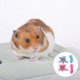 thumbnail image 4 of unbranded 2Jgo Arnés Para Mascotas Con Correa Ajustable Y Material Duradero Para Uso Exterior, 4 of 6