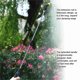 thumbnail image 5 of 5l 5l Rociador de Aspersolas de Hombro Recargable Herramientas Eléctricas Herramientas de Herramientas Agricultura Cat Atomizante de la Botella de Agua Agua de Agua Plantas de, 5 of 7