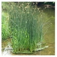 Giant Bulrush, a Great Live Pond Plant for Your Water Garden. Filters ...