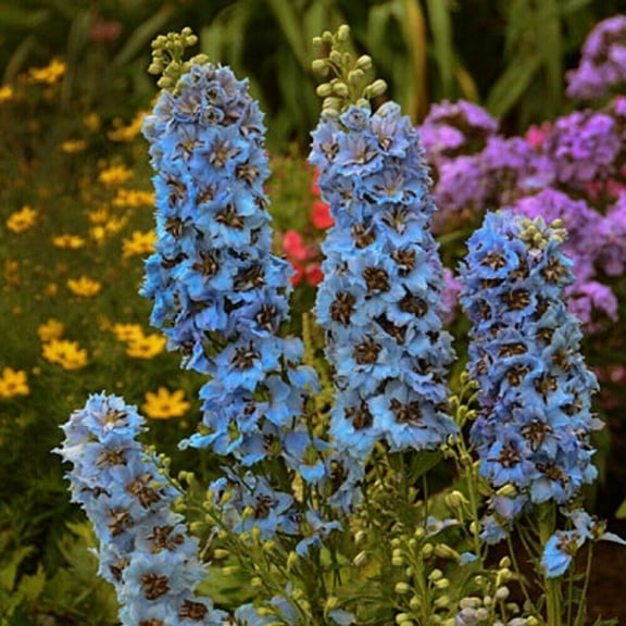 50 Moonlight Blues Delphinium Seeds Perennial Flower Garden Seed Flowers Seed Flower