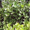 thumbnail image 4 of Manhattan Euonymus - Euonymus kiautschovicus 'Manhattan', 4 of 4