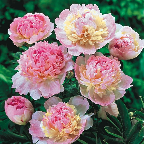 Raspberry Sundae Peony Dormant Bare Root Perennial Plants, 3-Pack