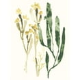 thumbnail image 2 of Vess, June Erica 19x24 White Modern Wood Framed Museum Art Print Titled - Kelp Collection IV, 2 of 4