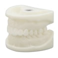thumbnail image 1 of Tooth Model, Wear  White Tooth Model Long Lasting White Corundum Easy To Clean  For Stomatologists For School, 1 of 8