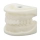 thumbnail image 3 of Modelo Dental Blanco, Modelo de Diente Simulación Educativa Modelo Dental Modelo de Dientes de Corindón Blanco Diseño de Última Generación, 3 of 8