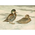 thumbnail image 2 of Louis Agassiz Fuertes 24x18 Gold Ornate Framed and Double Matted Museum Art Print Titled - Formosan Teal (1922-1926), 2 of 4
