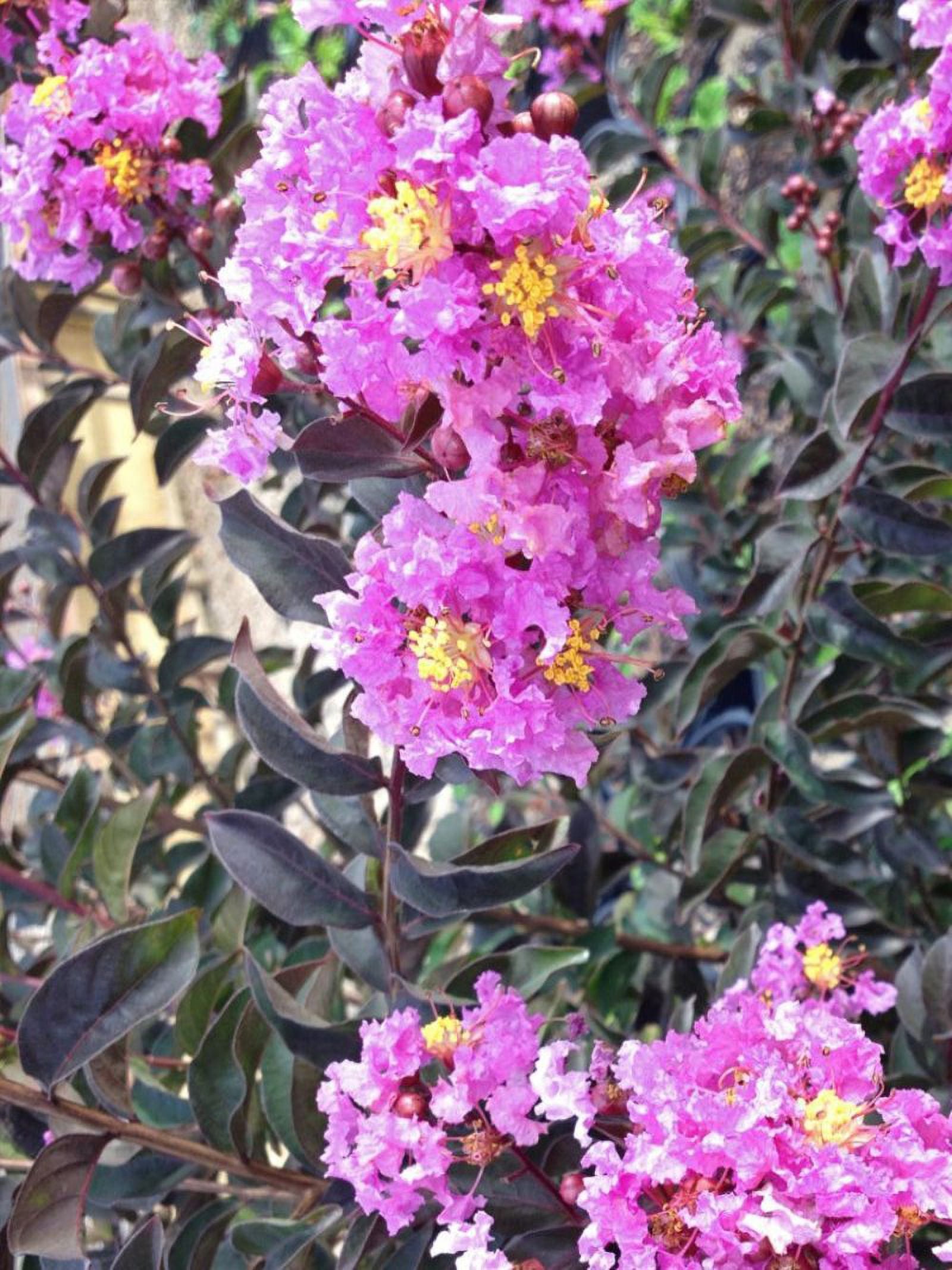 Black Diamond Blooms 1-1.5 ft tall Lavender Lace Crape Myrtle Live Tree in 1-Gallon Grower Pot