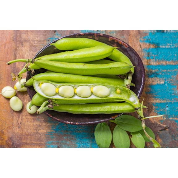 50 Seeds BABY LIMA BEAN Phaseolus Lunatus Vegetable Seeds